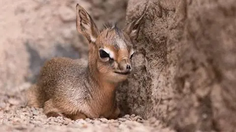 Mały dikdik urodził się we wrocławskim zoo