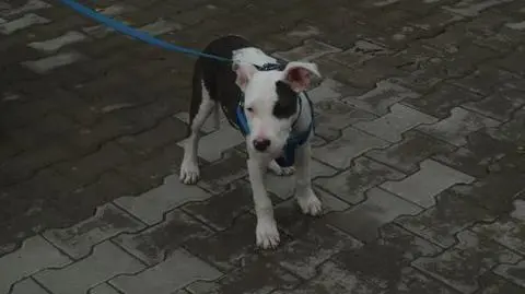 Ukradli psa ze schroniska. "W głowie się nie mieści"