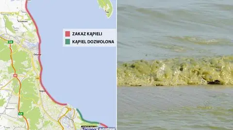 Sinice zakwitły na Zatoce Gdańskiej