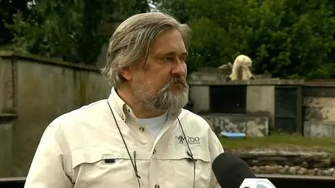 Warsaw zoo director says the drunk man who fell into bears&#039; enclosure was very lucky