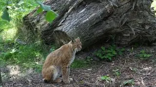 Ryś na wybiegu opolskiego zoo