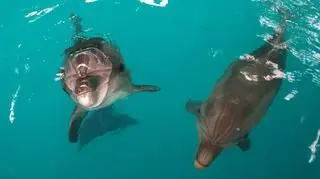 Delfiny z oceanarium w Sewastopolu