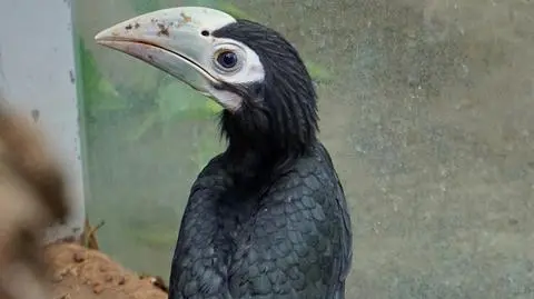 Wrocław: w zoo wykluł się dzioborożec palawański