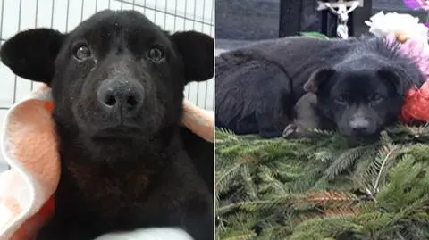 Myszków. Kolejka do adopcji psa, który spał na grobie