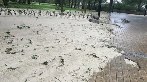 Plaża w Sopocie przeniosła się do nadmorskiego parku