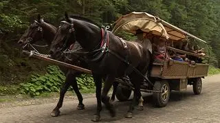 Takie fasiągi wożą turystów na Morskie Oko