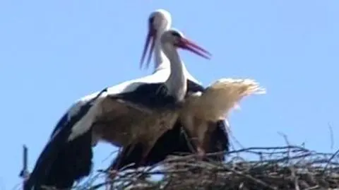W poszukiwaniu boćka