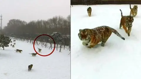 Wybierz najciekawsze wideo tygodnia w tvn24.pl