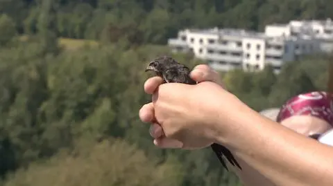 Jerzyki odleciały z Kopca Kraka