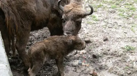 Niezatapialne ZOO ma nowych podopiecznych