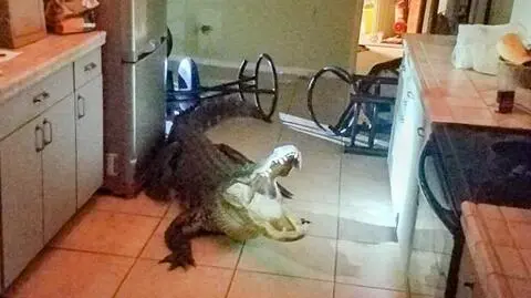 3-metrowy aligator w kuchni