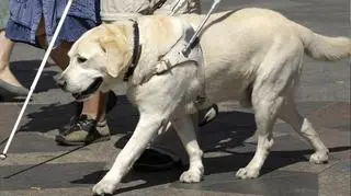 Pojawiła się wątpliwość, czy pies-przewodnik może być traktowany jak każdy inny pies