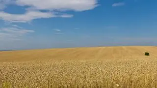 Ukraina nie dostarczyła Chinom obiecanego zboża?