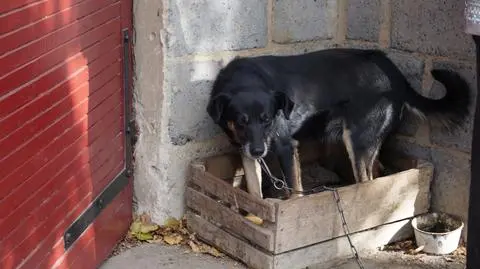 Jeden pies mieszkał w skrzynce, drugi był przywiązany do traktora