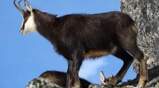 W Tatrach żyje coraz więcej kozic