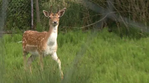 Puma zagryzła daniele?