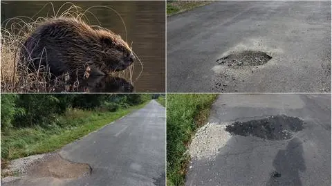 Bobry drążą korytarze pod jezdnią. Na powierzchni tworzą się wyrwy