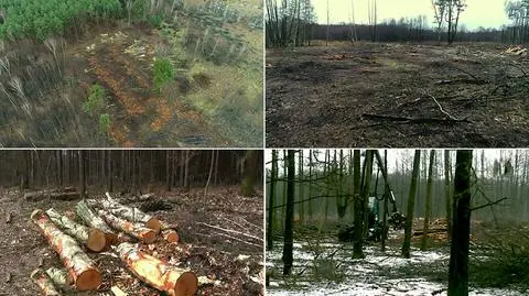 Z obszaru chronionego wycięto tysiąc drzew