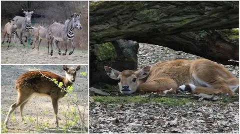 Jeleń, zebra, antylopa i kozy. Poznańskie zoo ma nowe zwierzęta