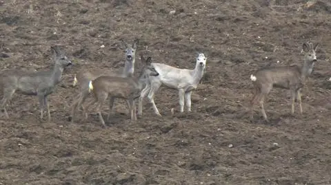 Biała sarna biega pod Zduńską Wolą
