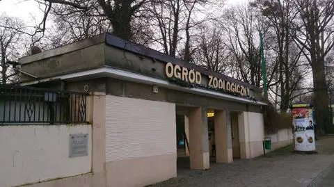 Kierownik poznańskiego zoo straci pracę, po tym jak pił wódkę w pracy