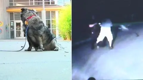 USA. Zaatakował policjanta psem