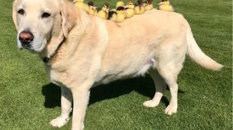 Labrador przygarnął dziewięć kaczątek