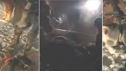 Kulig zakończył się śmiercią konia