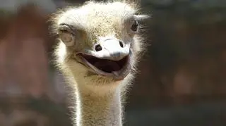 Choć ukryta w cieniu irańskiego programu atomowego, perska kuchnia potrafi zaskoczyć. Ostatnim jej osiągnięciem jest kanapka. Nie byle jaka - bo ze strusia. (APTN)