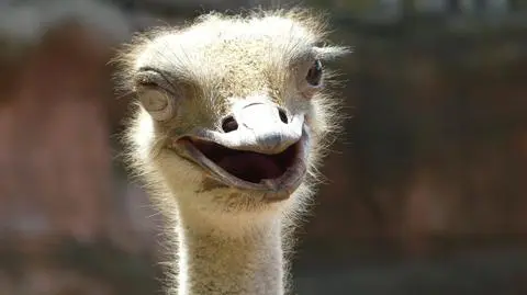 Super-kebab ze strusia