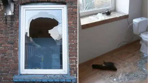 Jastrząb wybił okno w pabianickim domu