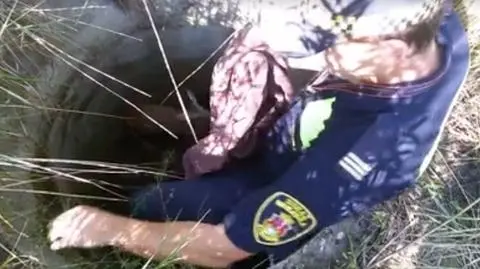 Sarna wpadła do studzienki, pomogli strażnicy miejscy