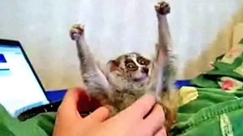 Luźny Lori - połaskocz go!