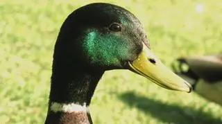 Kaczka