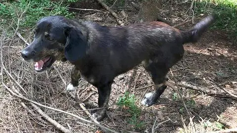 Suczka przywiązana do drzewa i porzucona. Wyrok w zawieszeniu