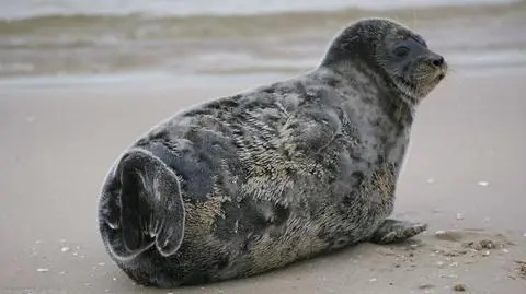 Nerpa widziana na plaży. "To niezwykle rzadki gość"