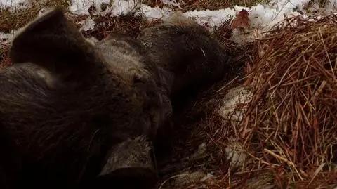 Urzędnik nie człowiek