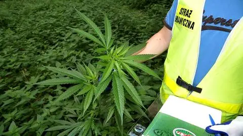 Strażnicy znaleźli przygraniczną plantację marihuany