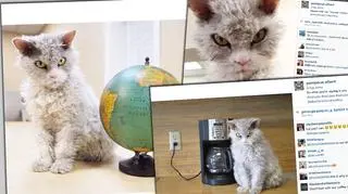 Zdjęcia kota sa popularne na Instagramie