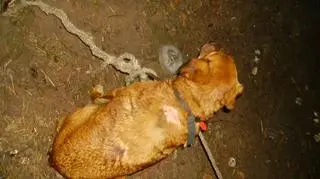 Gdyby nie strażnicy zwierzę mogło nie przeżyć 