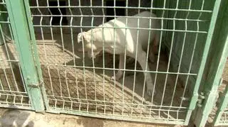 Pies z upiorną historią ma nowe imię i szansę na adopcję