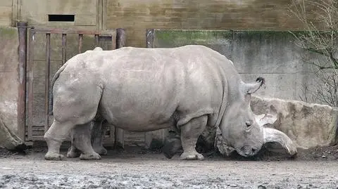 Zostało ich już tylko siedem