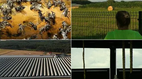 "Uwaga!" TVN. Mieszkańcy bezradni wobec plagi much