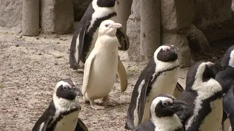 Biały pingwin w gdańskim zoo to ona. Pracownicy szukają imienia