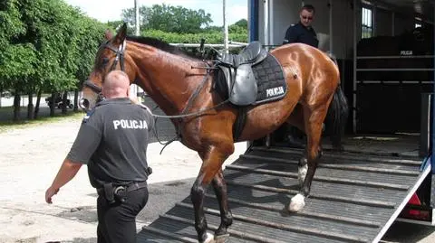 Ruchome komisariaty i policjanci na koniach