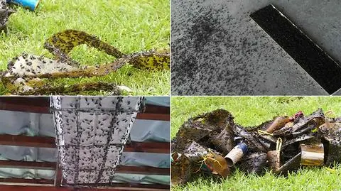 "Uwaga!" TVN. Ferma norek powoduje plagę much. Mieszkańcy się skarżą