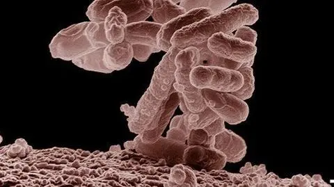 EHEC zabiła już 50 osób