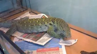 Waran został porzucony w kartonie obok śmietka   
