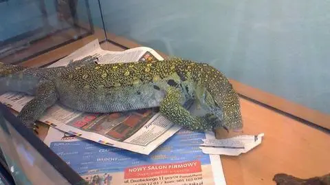 Żywy waran wyrzucony na śmietnik