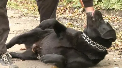 2-letni Borys jest bardzo ufny